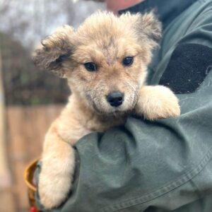 DINAH (♀) Interessenten vorhanden - MD -25.4.25