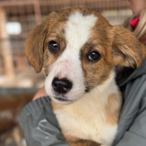 KEARA (♀) - vermittelt MD