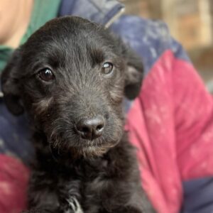 SQUEEZY (♀) - reserviert Kathleen Müller (AL 21.05.)