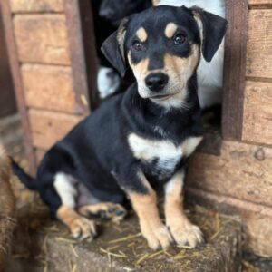 MAILY (♀) - ausgereist zur Arche Noah Bidingen (AL)