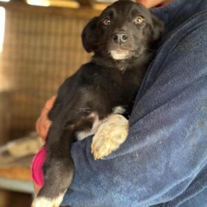 STELLIE (♀) - reserviert Vierbeiner in Not (AL 22.05.)