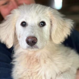 ASLAN (♂) - reserviert Tierhilfe Lebenswert DR 15.05.25