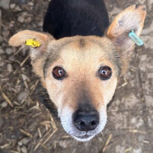 TADAMI (♂) - ausgereist zum TST Rösrath (AL)