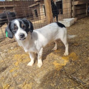 ALINE (♀) - ausgereist zum TST Rösrath (AL)