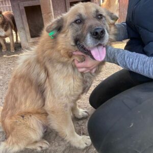 KALLE (♂) - Zu dünn