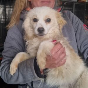 HAVANNA (♀) - ausgereist zum TST Rösrath (AL)