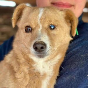 YEMAYA (♀) - ausgereist zum TST Rösrath (AL)