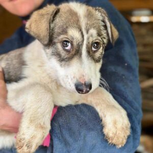 BRIENNE (♀) - reserviert Tierhilfe Lebenswert DR 25.05.