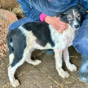 INDI (♀) - auf PS im PLZ Bereich 50 (NE)