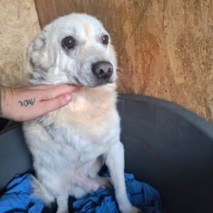 WALDI (♂) - ausgereist zum TST Rösrath (AL)