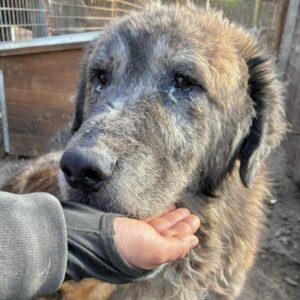 NOAM (♂) - Notfall- müder Senior, schwache Hinterhand, Hautprobleme, entzündete Augen reserviert (09/05 MH)