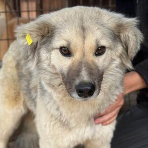 INCI (♀) - ausgereist zu Vierbeiner in Not (AL)