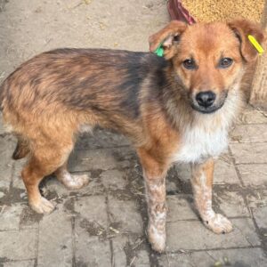 MYLO (♂) - ausgereist zum TST Rösrath (AL)