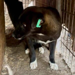 SAGA (♀) - Angstbeißerin