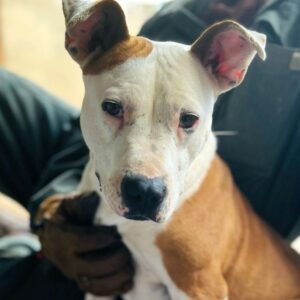 TERRA (♀) – Staff Mix – Vermittlung nur nach Österreich möglich