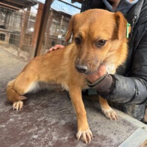 BAELA (♀) - ausgereist zum TST Rösrath (AL)