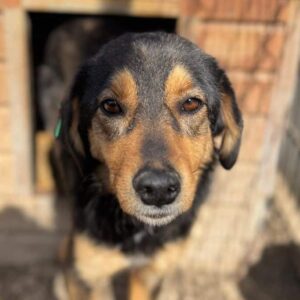 PIXEL (♀) - zu dünn