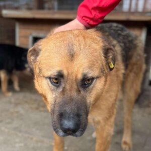 ARUN (♂) - resigniert