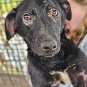 ISAR (♂) -ausgereist zu Vierbeiner in Not (AL)