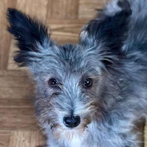 BOBB (♂) - auf PS im PLZ Bereich 54 (GC) *ausgereist*