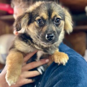 CLARABELLE (♀) - auf PS im PLZ Bereich 54 (GC) *ausgereist*