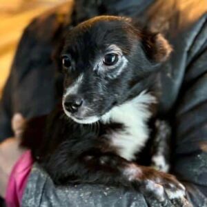 LUKY (♂) - ausgereist zur Hundehilfe Kreta e.V. (GC)