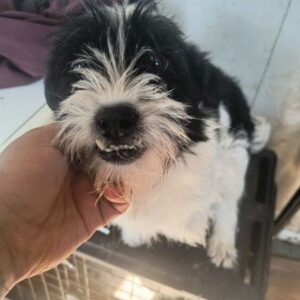 MELE (♀) – ausgereist zur Tierhilfe Lebenswert DR 25.04.25