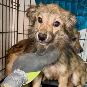 AZAR (♂) - auf PS im PLZ Bereich 42 (NU)