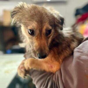 MARLOU (♀) - auf PS im PLZ Bereich 92 (JW)