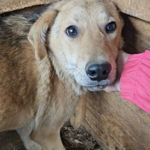 TABITO (♂) - beginnende Hautprobleme - sollte zeitnah reisen