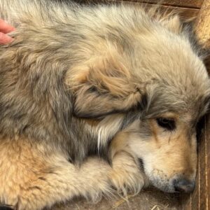 JASMIN (♀) – resigniert