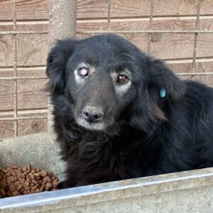 CAMILLA (♀) - defektes Auge, seit mind. 2017 im Shelter