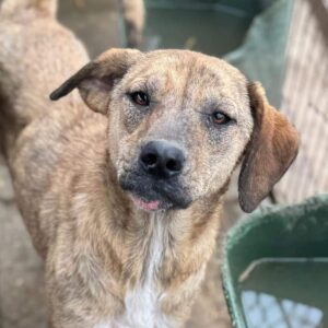 ESJA (♀) - Hautprobleme (04/25)