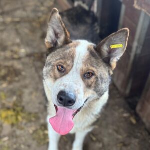 TIKAANI (♂) - verzweifelter Husky-Mix in sehr kleinem Kennel!