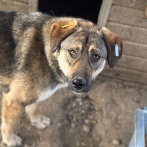 GÜVEN (♂) - wird unsicher – sollte zeitnah ausreisen