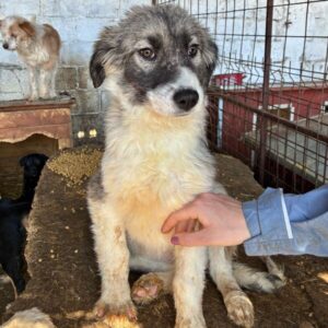 LOLLE (♀) - in Rumänien vermittelt 04/25