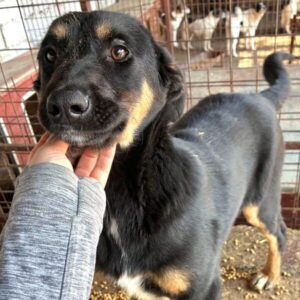 MALIE (♀) – ausgereist zur Tierhilfe Lebenswert DR 25.04.25