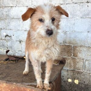 SAMY (♂) - zu dünn, beginnende Hautprobleme