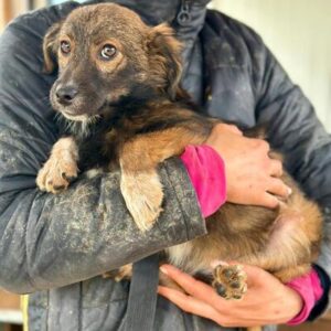 LIA (♀)- auf PS im PLZ Bereich 24 (NU) *ausgereist*