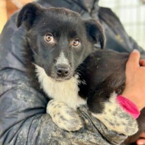 LEBRONIK (♂) - ausgereist zur Tierhilfe Lebenswert DR 16.05.2025