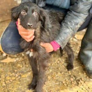 KASPAR (♂) - auf PS im PLZ Bereich 26 (NE)