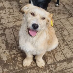 SHERIFF (♂) - ausgereist zum TST Rösrath (AL)