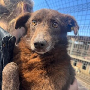 THEKLA (♀) - ausgereist zum TST Rösrath (AL)