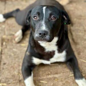 SVARTJE (♀) - Vermittlung nur nach AT möglich