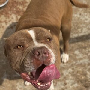 LOOPI (♂) - reserviert (AL 25.05.)