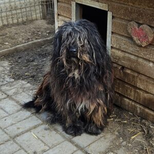 ZOTTY (⚤) - schlechte Zähne und sehr verfilztes Fell Interessenten (12/05 MH)