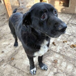 CANDO (♂) - entzündete Augen