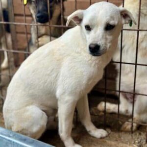 SALJU (♀) - ausgereist zum TST Rösrath (AL)