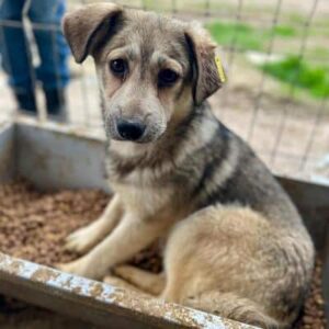 ELSKA (♀) - ausgereist zur Arche Noah Bidingen (AL)