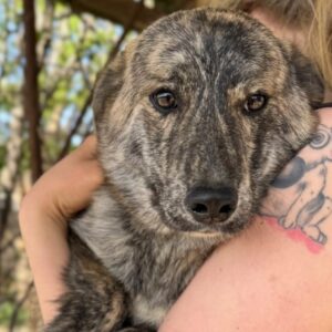 CLYDE (♂) - ausgereist zum TST Rösrath (AL)